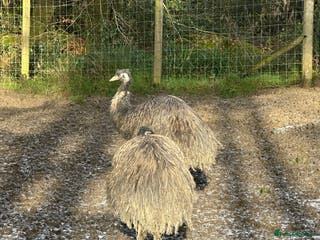 Emus poultry 6 emus for sale - Advert 1