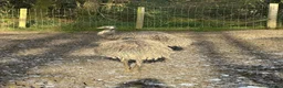 Emus poultry for sale: 6 emus for sale  - Advert 1