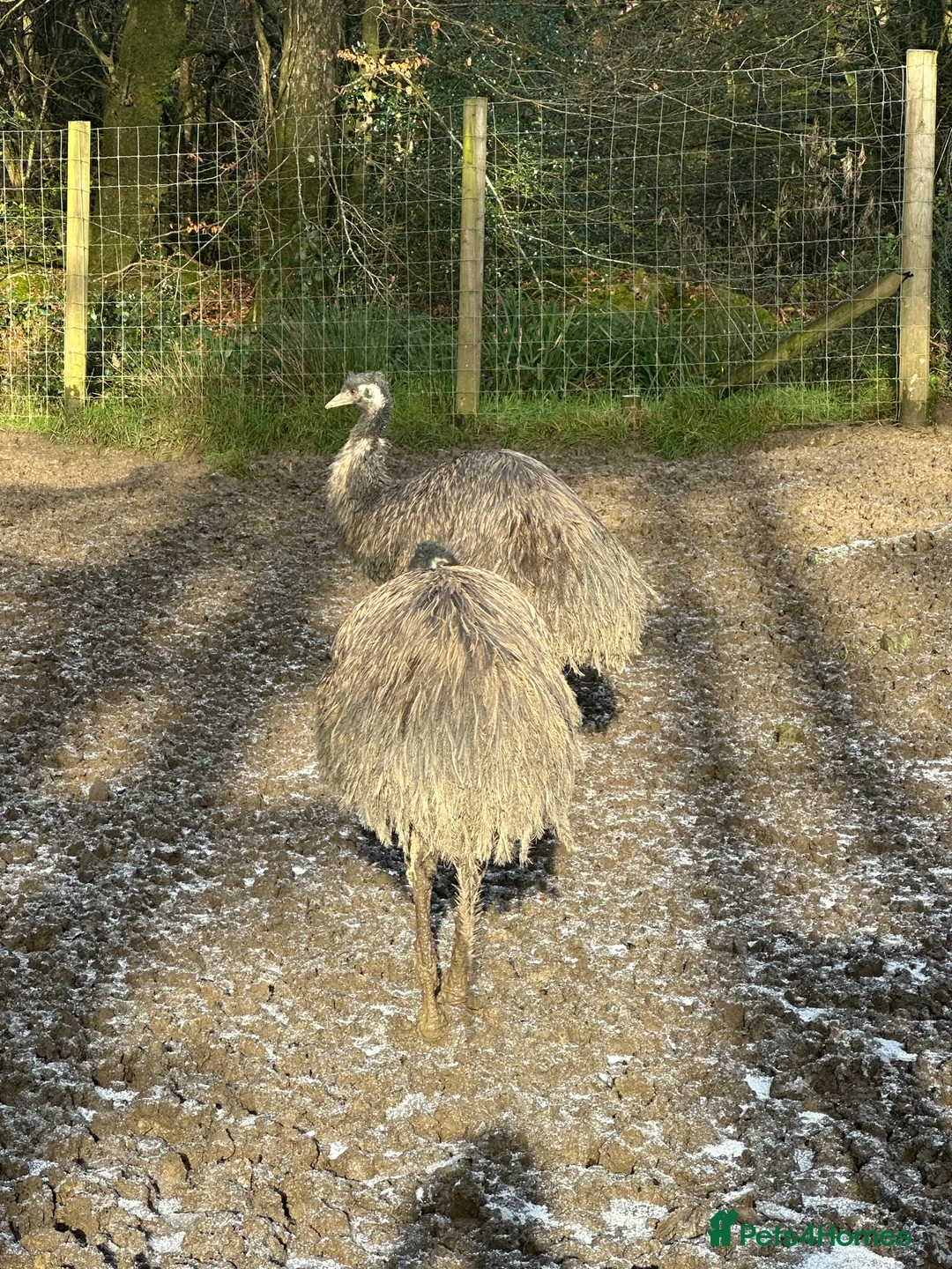 Emus poultry for sale: 6 emus for sale  - Advert 1