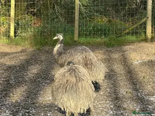 Emus poultry 6 emus for sale - Advert 1