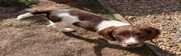 English Springer Spaniel dogs for sale: Working springer spaniels in Pewsey - Advert 7