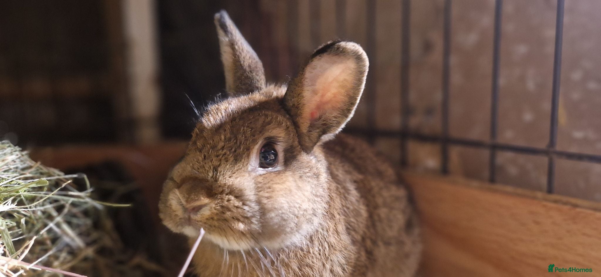Netherland Dwarf rabbits Handsome, cheeky, young Netherland dwarf chappy  - Advert 8