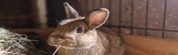 Netherland Dwarf rabbits for sale: Handsome, cheeky, young Netherland dwarf chappy  - Advert 1