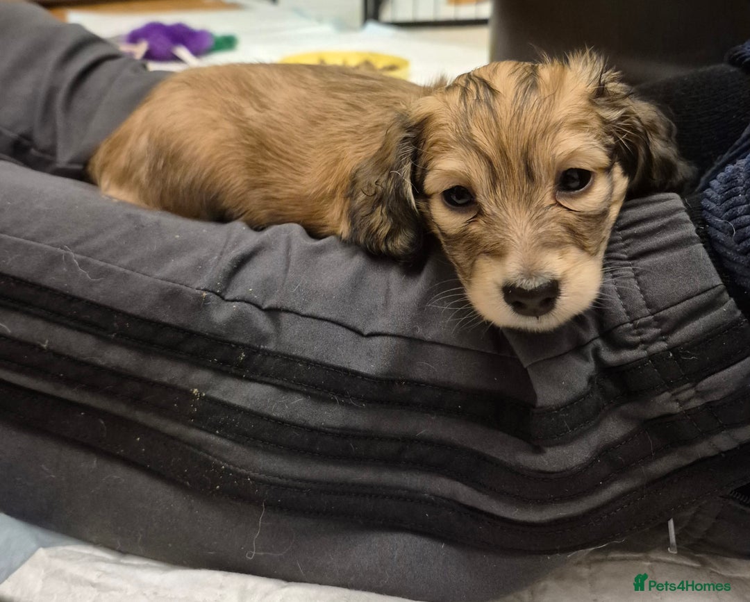 Miniature Dachshund dogs for sale: Long Haired Miniature dachshunds - Advert 10