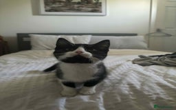 British Shorthair cats for sale: 7 month old tuxedo kitten for rehoming  - Image 10
