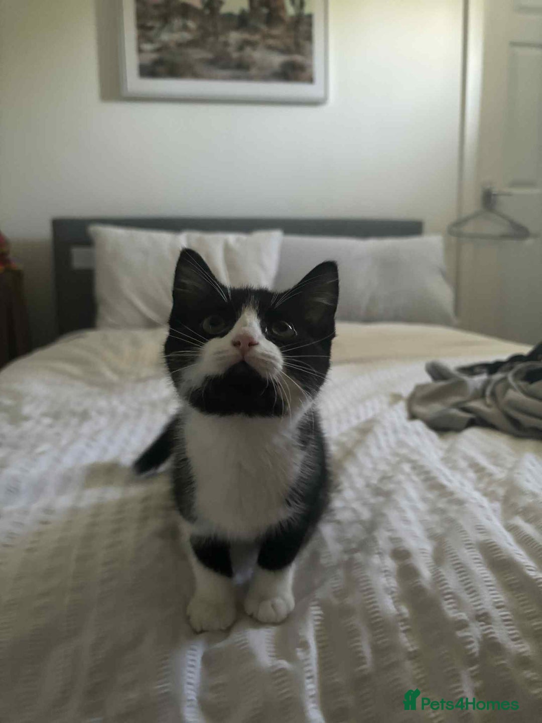 British Shorthair cats for sale: 7 month old tuxedo kitten for rehoming  - Image 10