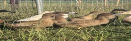 Ducks poultry for sale:  Ducklings Indian Runner Khaki Campbell Appleyard - Advert 10