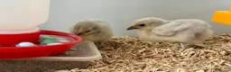 Chickens poultry for sale: 3 Unsexed Lavender Pekin Bantam Chicks - Free - Advert 4