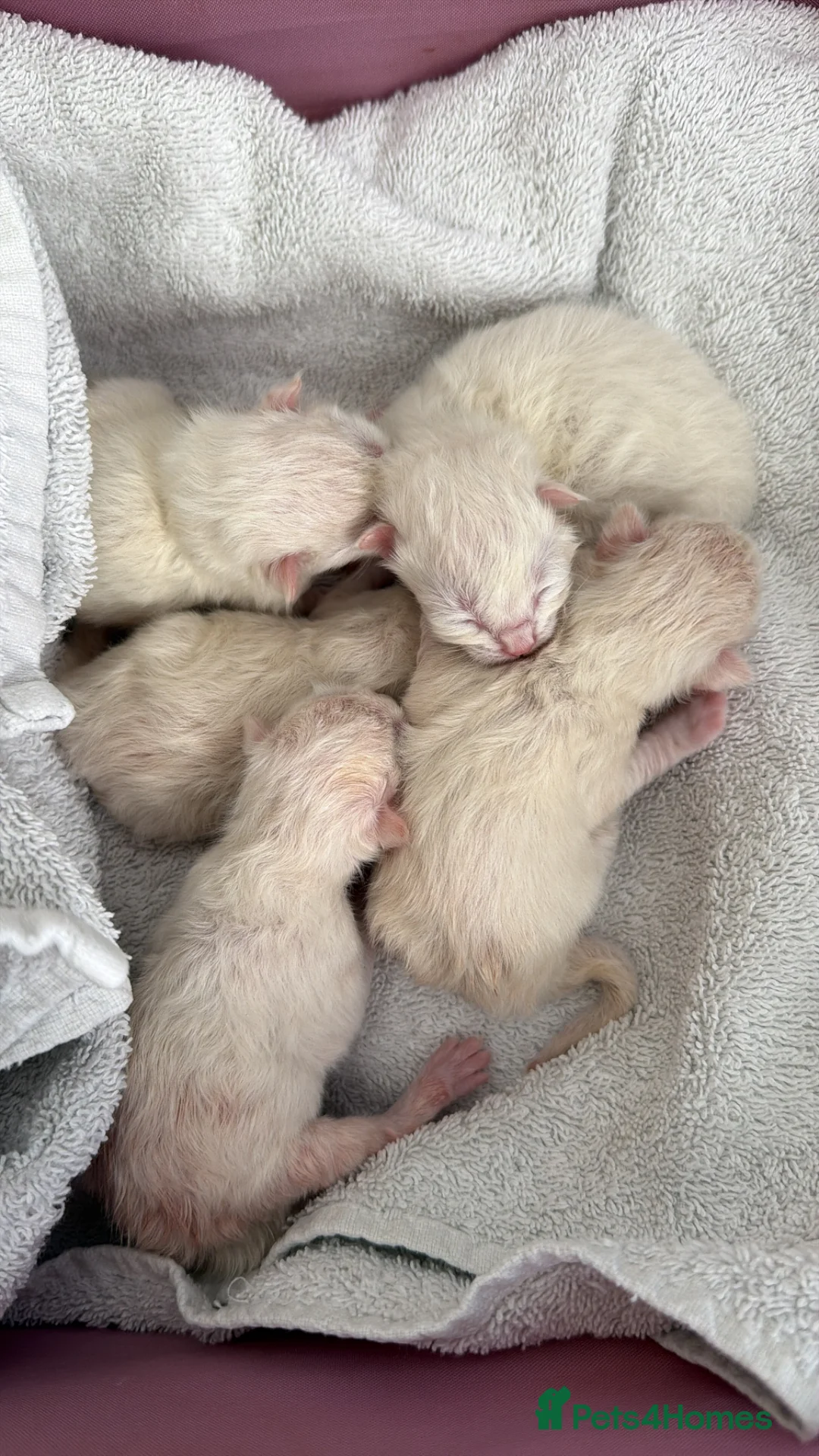 Ragdoll cats for sale: 5 Ragdoll kittens born today  - Advert 2