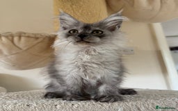 Maine Coon cats for sale: Pedigree ”TICA” kittens  - Image 8