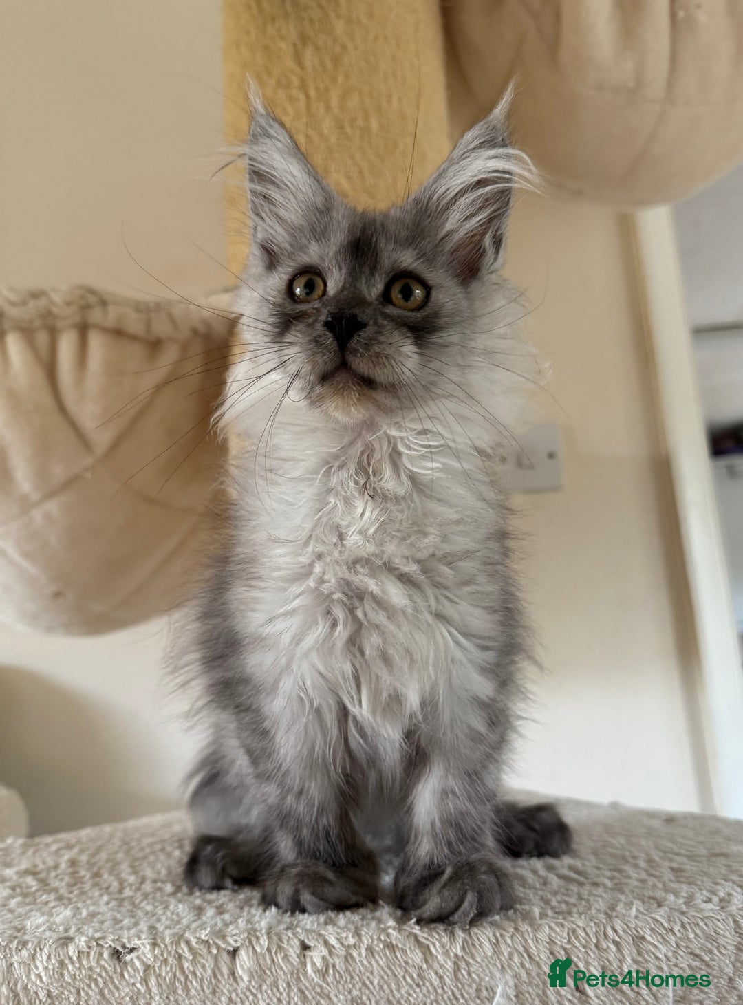 Maine Coon cats for sale: Pedigree ”TICA” kittens  - Image 8