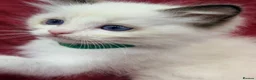 Ragdoll cats for sale: Purebred Ragdoll Kittens  - Advert 33