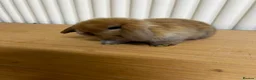 Mini Lop rabbits for sale: Baby mini lop bunnies  - Advert 3