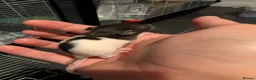 Rat rodents for sale: 10 Beautiful Pet Rats Looking for Forever Homes 🐀 - Advert 4
