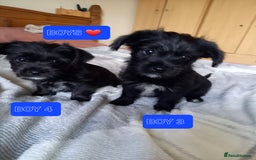 Mixed Breed dogs for sale: 💞ONLY 4 Beautiful Yorkie Russel Puppies Left 💞 - Image 16