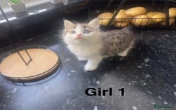 Mixed Breed cats for sale: Mix breed kittens  - Image 2