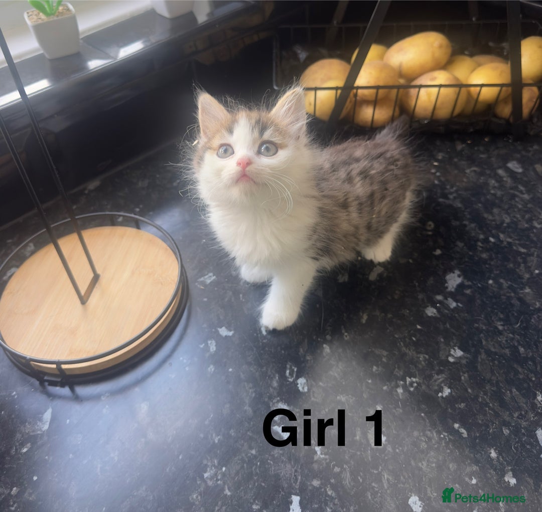 Mixed Breed cats for sale: Mix breed kittens  - Image 2