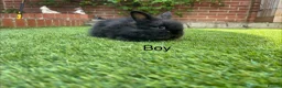 Lionhead rabbits for sale: Mini double maned lionheads and mini lops  - Advert 5
