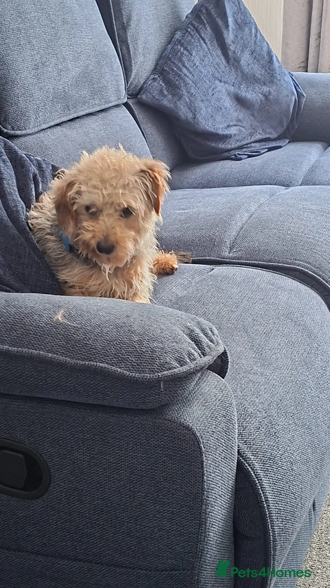 Shihpoo dogs for sale: Mabel  - Advert 4