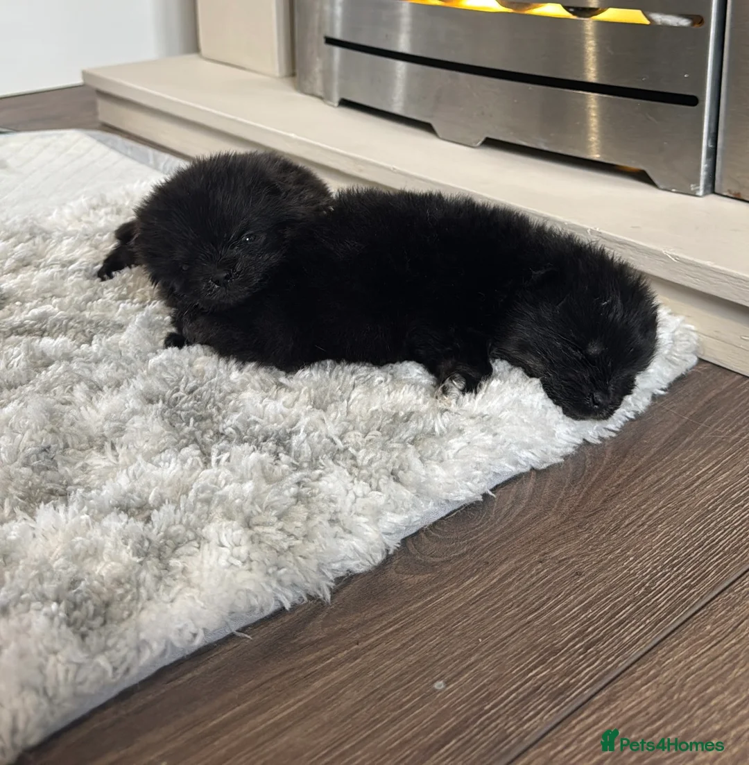 Pomeranian dogs for sale: Korean & Russian female Pomeranians - Advert 2