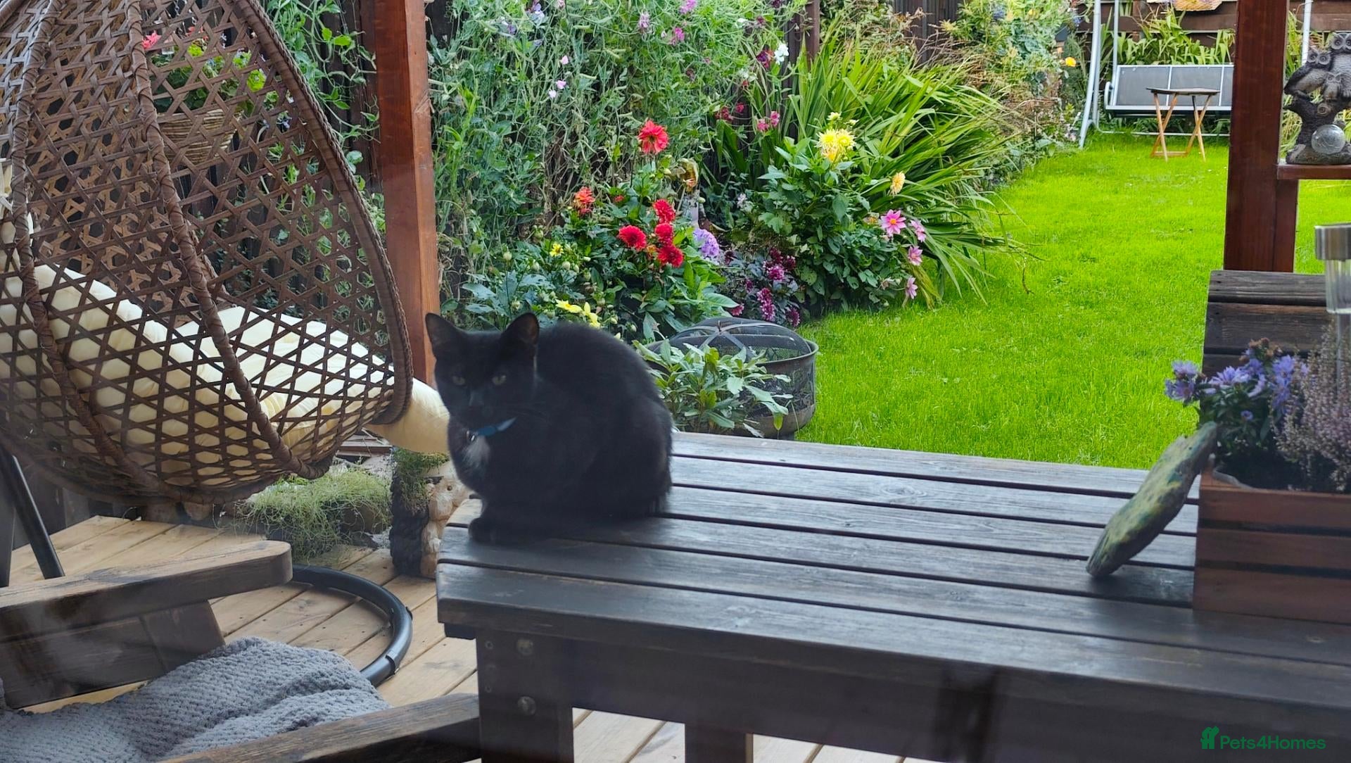 Mixed Breed cats Beautiful black kittens for sale. - Advert 1