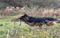 German Shepherd dogs for stud: Herman Kennel Club registered GSD-stud in Doncaster - Image 26