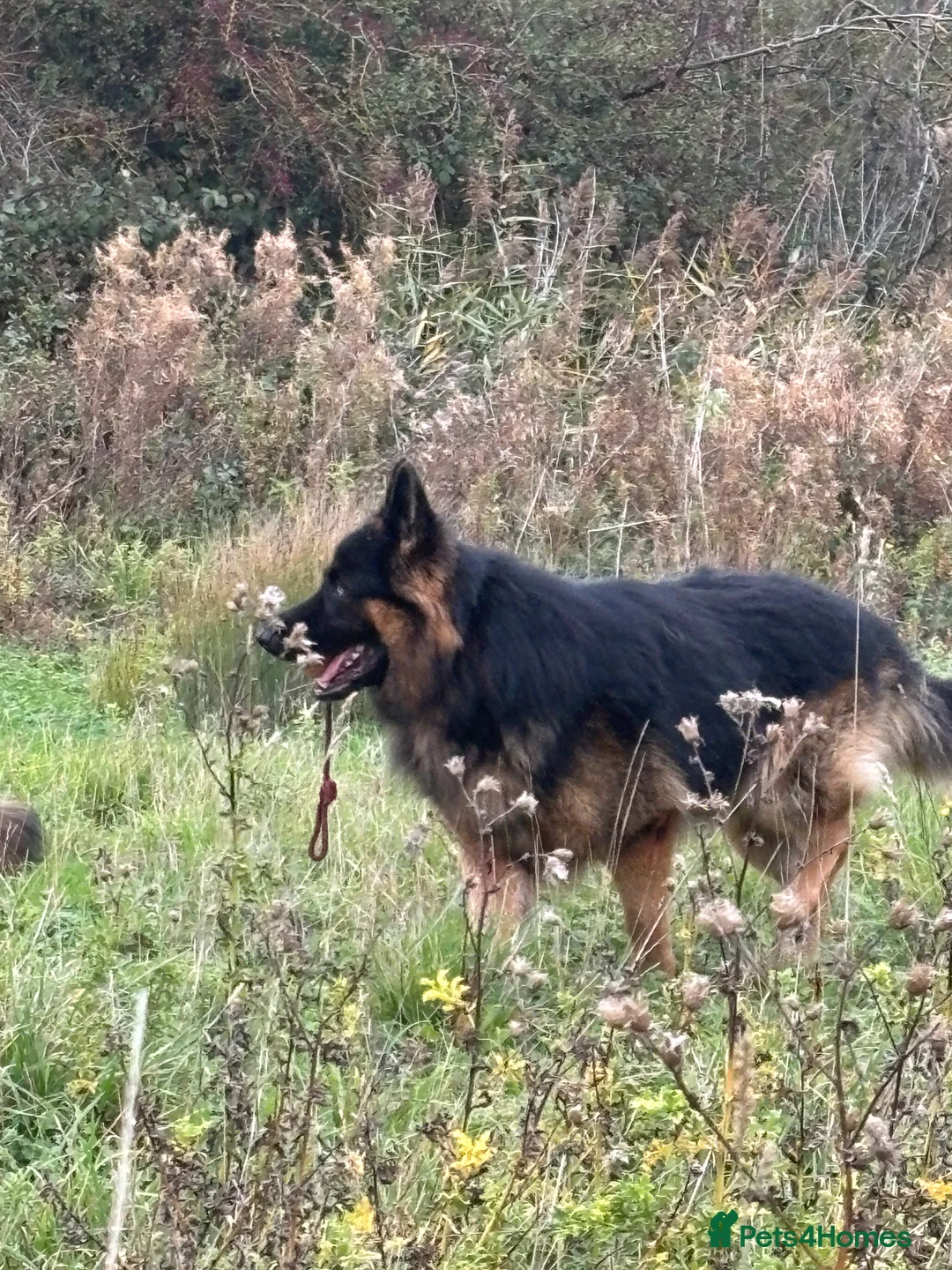 German Shepherd dogs for stud: Herman Kennel Club registered GSD-stud in Doncaster - Advert 26