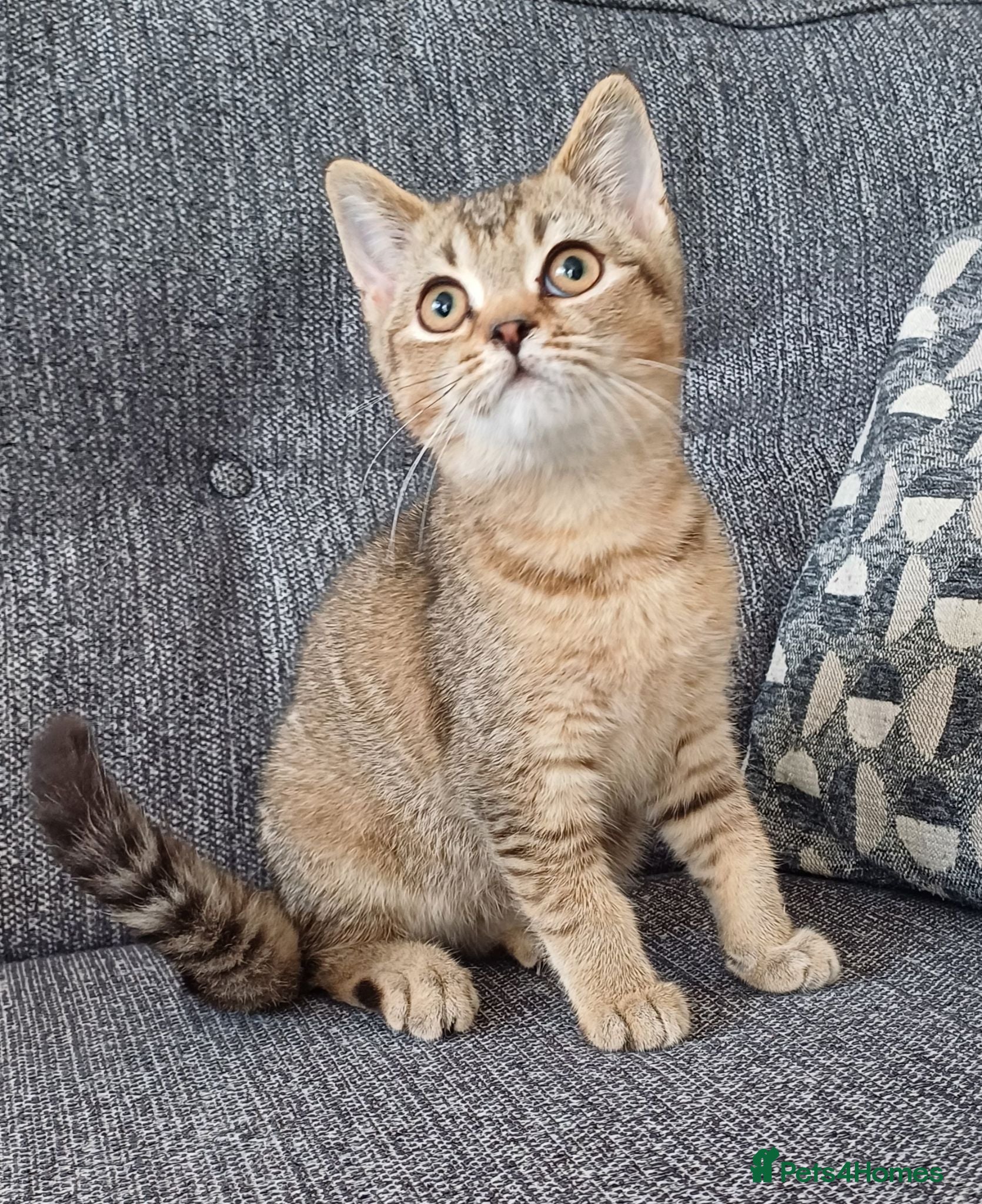 British Shorthair cats Affectionate loving Scottish Kittens  - Advert 1