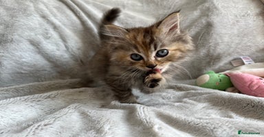 Persian cats - Advert 5