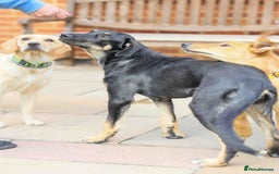 Mixed Breed dogs for adoption: Sweet Stella - reserved - Advert 12