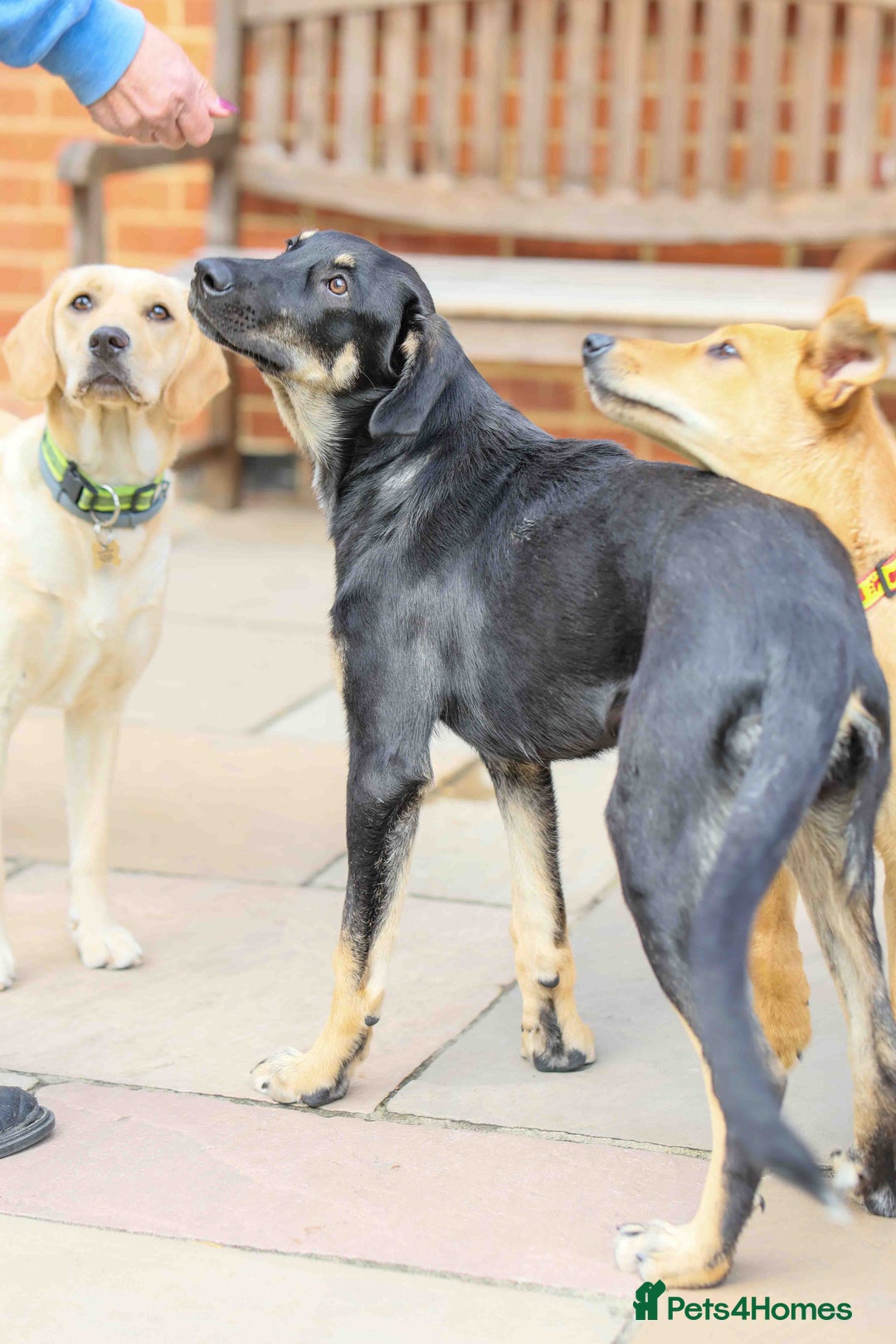 Mixed Breed dogs for adoption: Sweet Stella - reserved - Advert 12