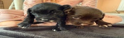 Mixed Breed dogs for sale: 2 beautiful sproodle girls - Advert 6