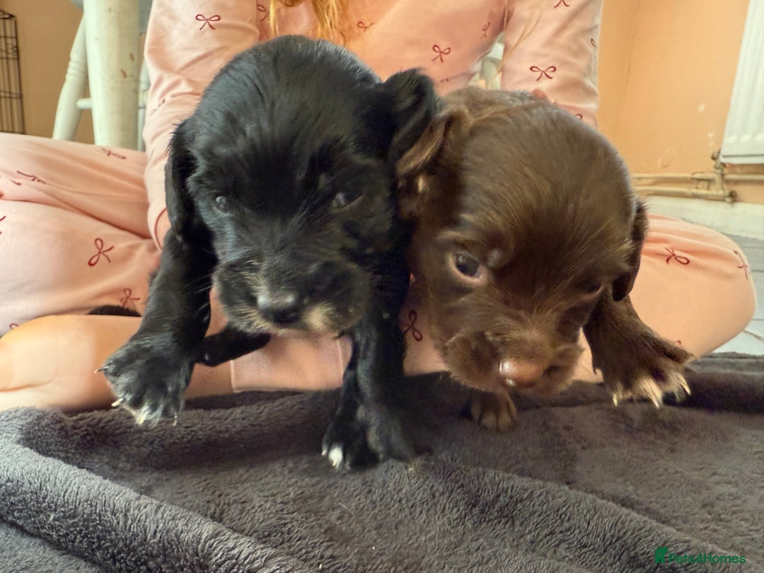 Mixed Breed dogs for sale: 2 beautiful sproodle girls - Advert 6