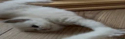 Ragdoll cats for sale: Registered Mink Ragdolls (cherubims) - Advert 6