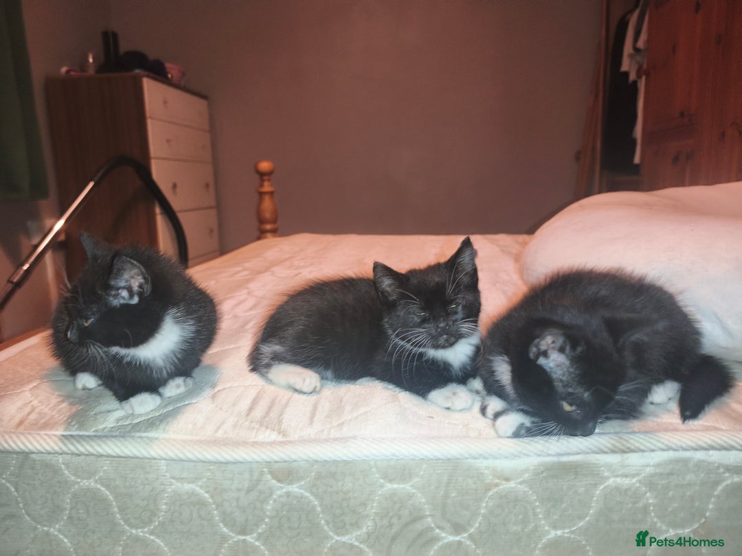 Mixed Breed cats for sale: Three Tuxedo Kittens Looking for Loving Homes - Advert 5