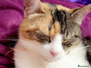 Domestic Shorthair cats - Advert 25