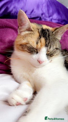 Domestic Shorthair cats - Advert 2