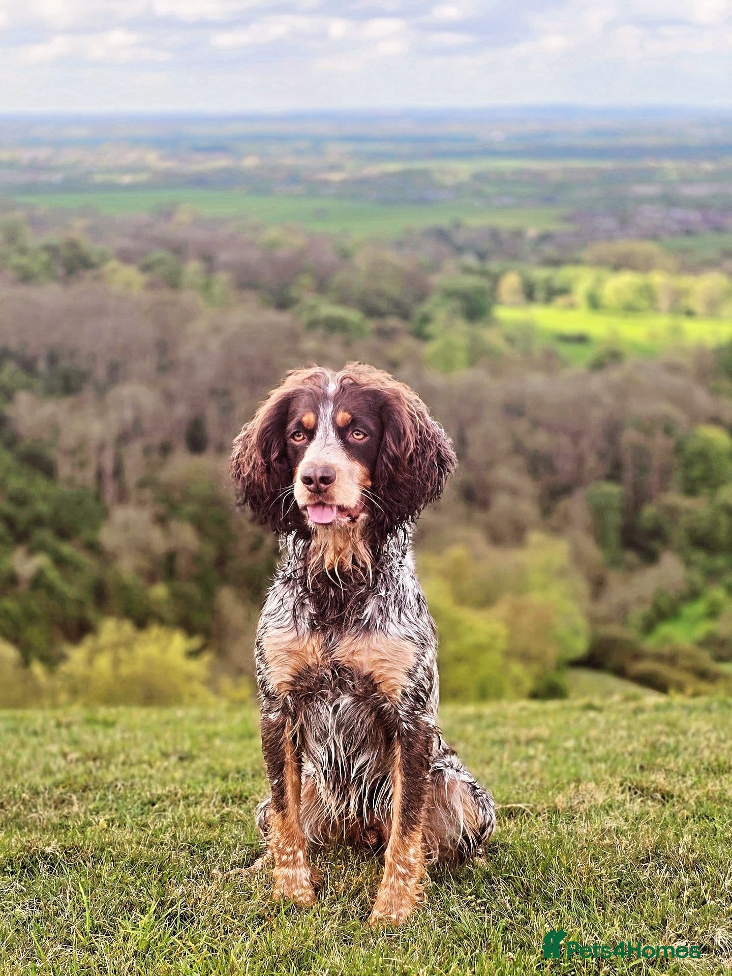 Cocker Spaniel dogs REDUCED KC CHAMPION COCKER SPANIEL PUPPIES - Advert 1