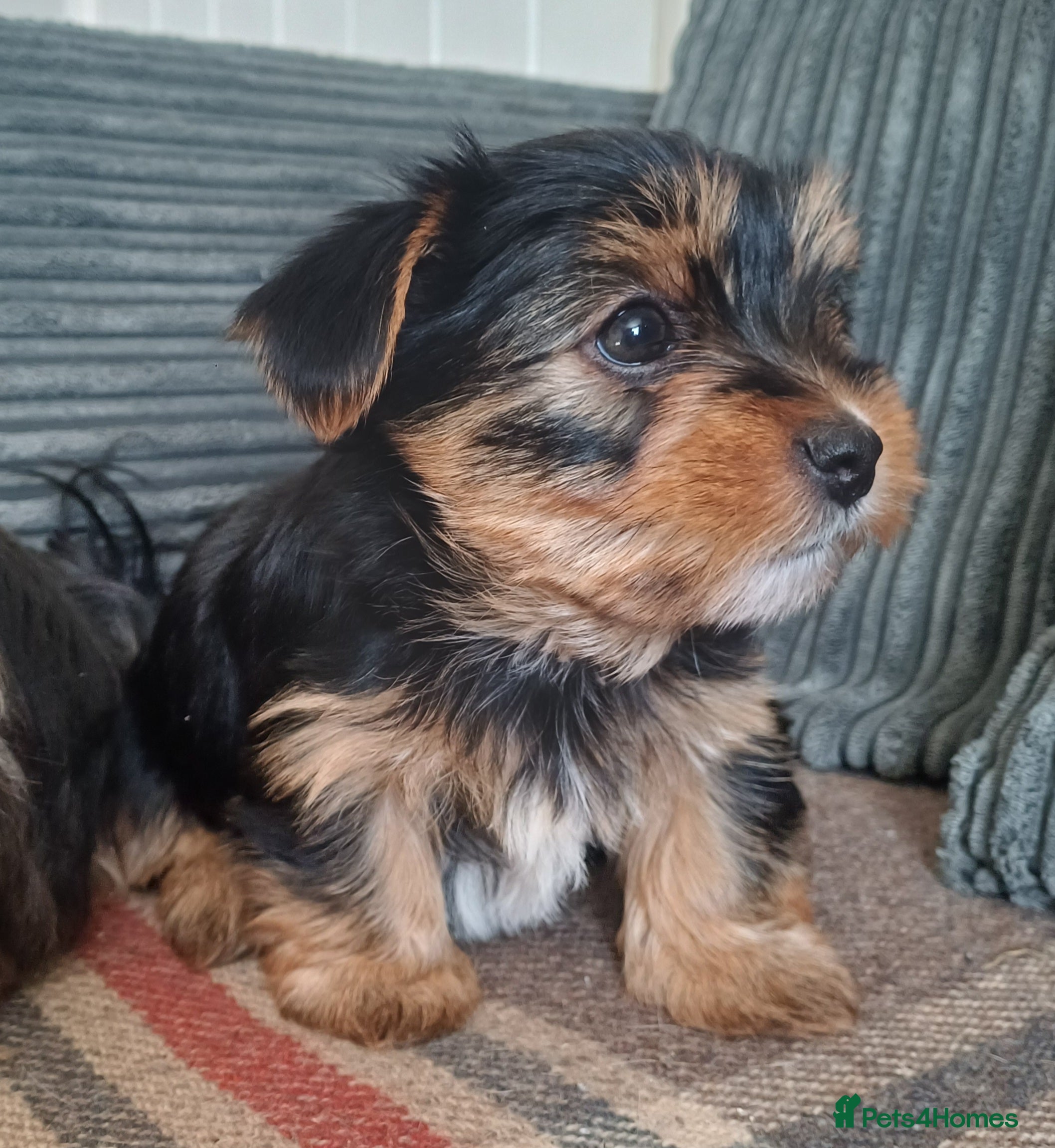 Yorkshire Terrier dogs Two boys - Advert 1