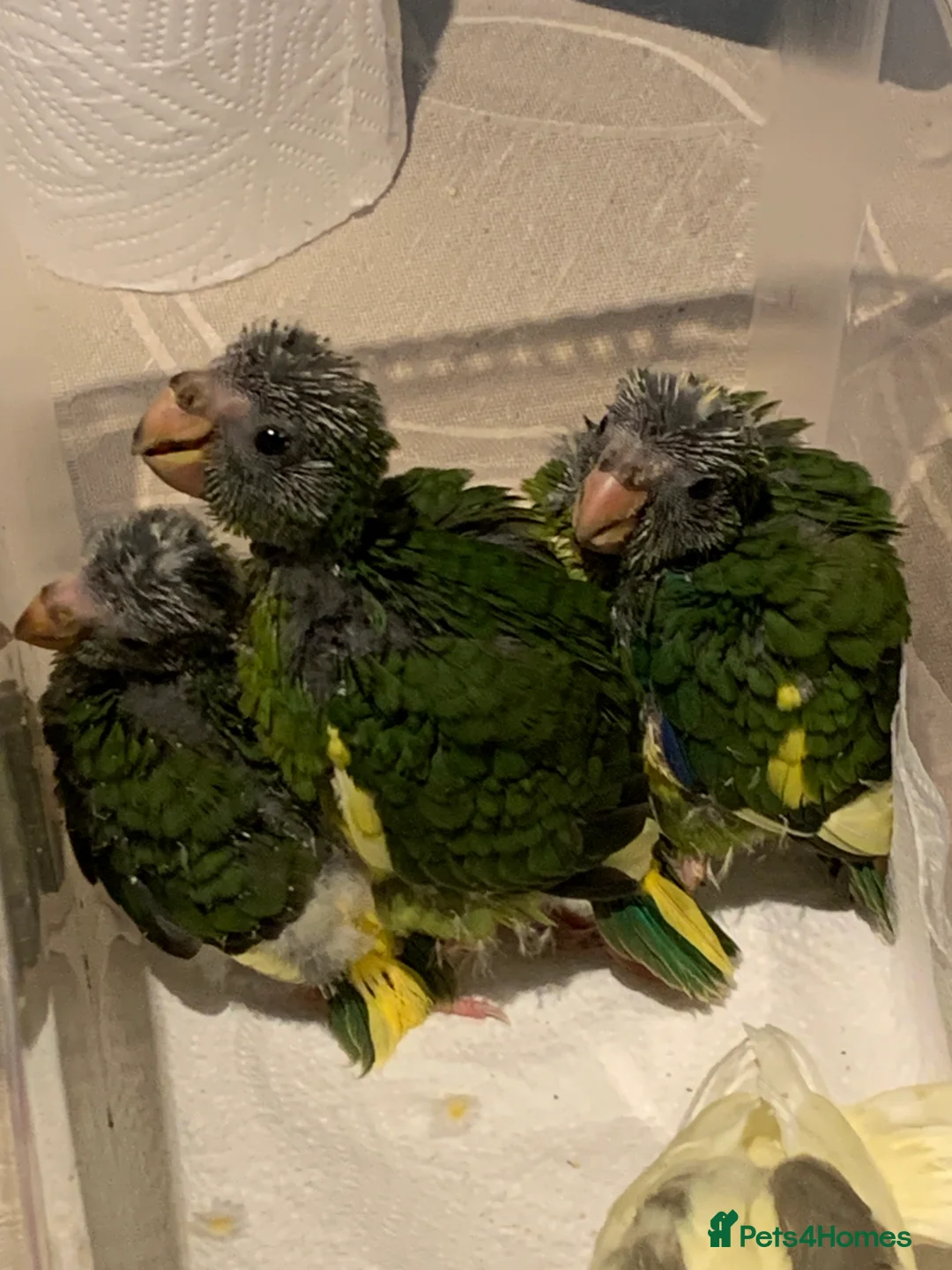 Parakeets birds for sale: Tame Baby hand reared Kakarikis  - Advert 2