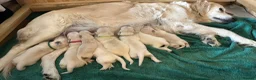 Golden Retriever dogs for sale: Golden retriever puppies in Bedford - Advert 4