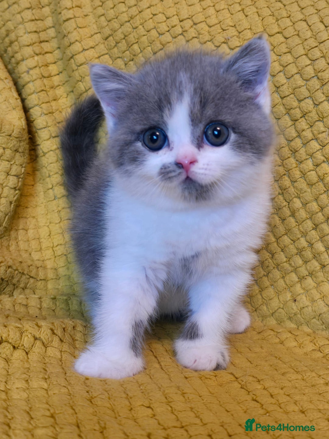 British Shorthair cats for sale: ONE GIRL LEFT GCCF reg BSH kittens - Image 24