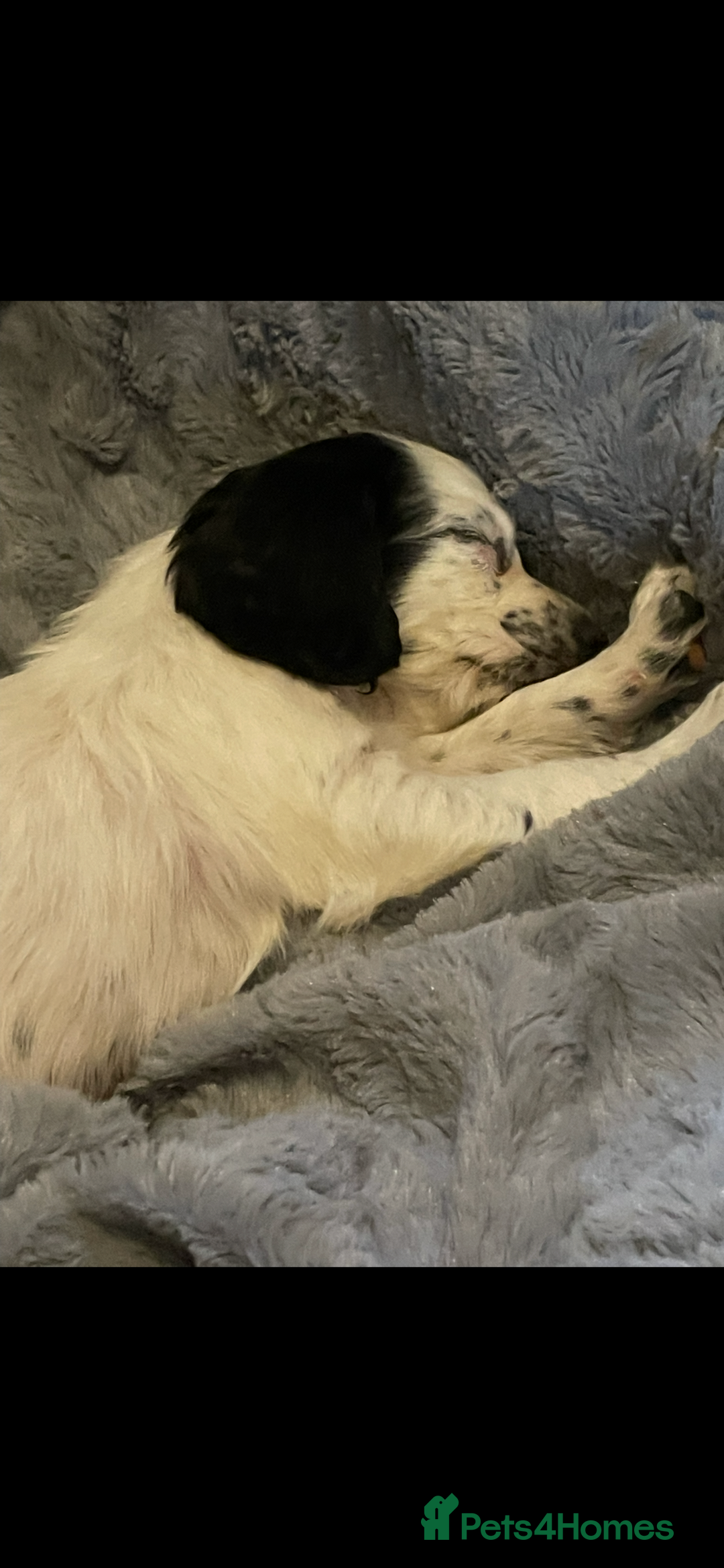 Cocker Spaniel dogs for sale: KC Registered Cocker Spaniels  - Image 17