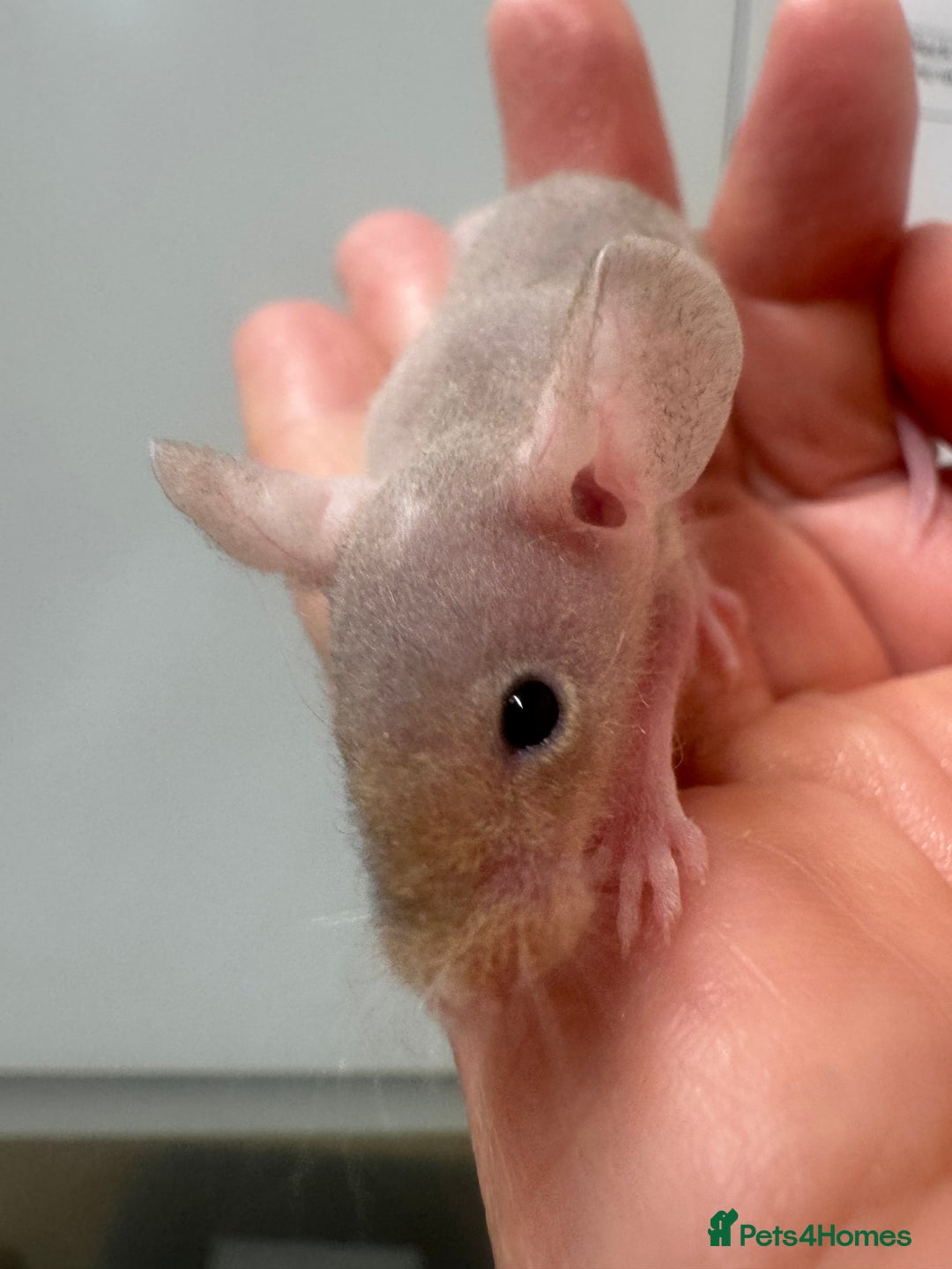 Mouse rodents for sale: Naked mice babies for sale - Advert 5