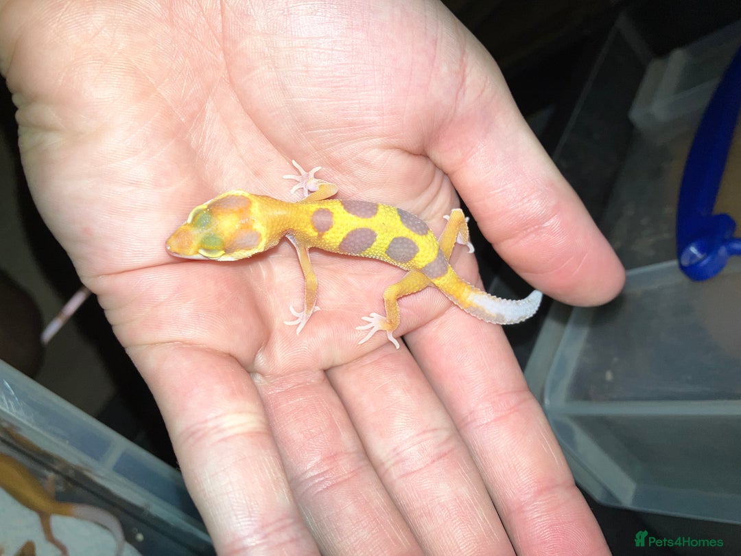 Leopard Gecko reptiles for sale: Baby Leopard Geckos in Downham Market - Image 5