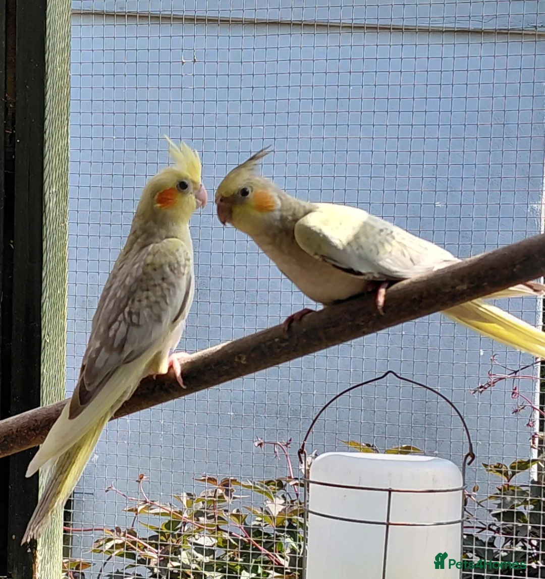 Cockatiels birds for sale: YOUNG COCKATIELS FOR SALE  - Advert 1