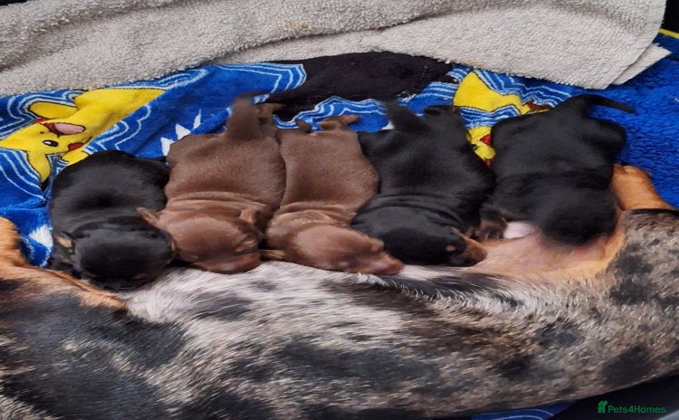 Dachshund dogs - Advert 2
