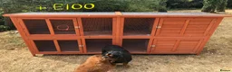 Mixed Breed rabbits for sale: MINI LION LOP X LION LOP RABBIT FOR SALE + CAGE  in Colchester - Advert 9
