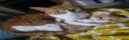 Mixed Breed cats for sale: Adorable Male Kitten Looking for His Forever Home! - Advert 6