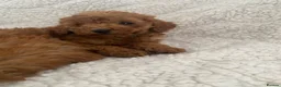 Toy Poodle dogs for sale: Toy poodle puppy for sale  - Advert 24